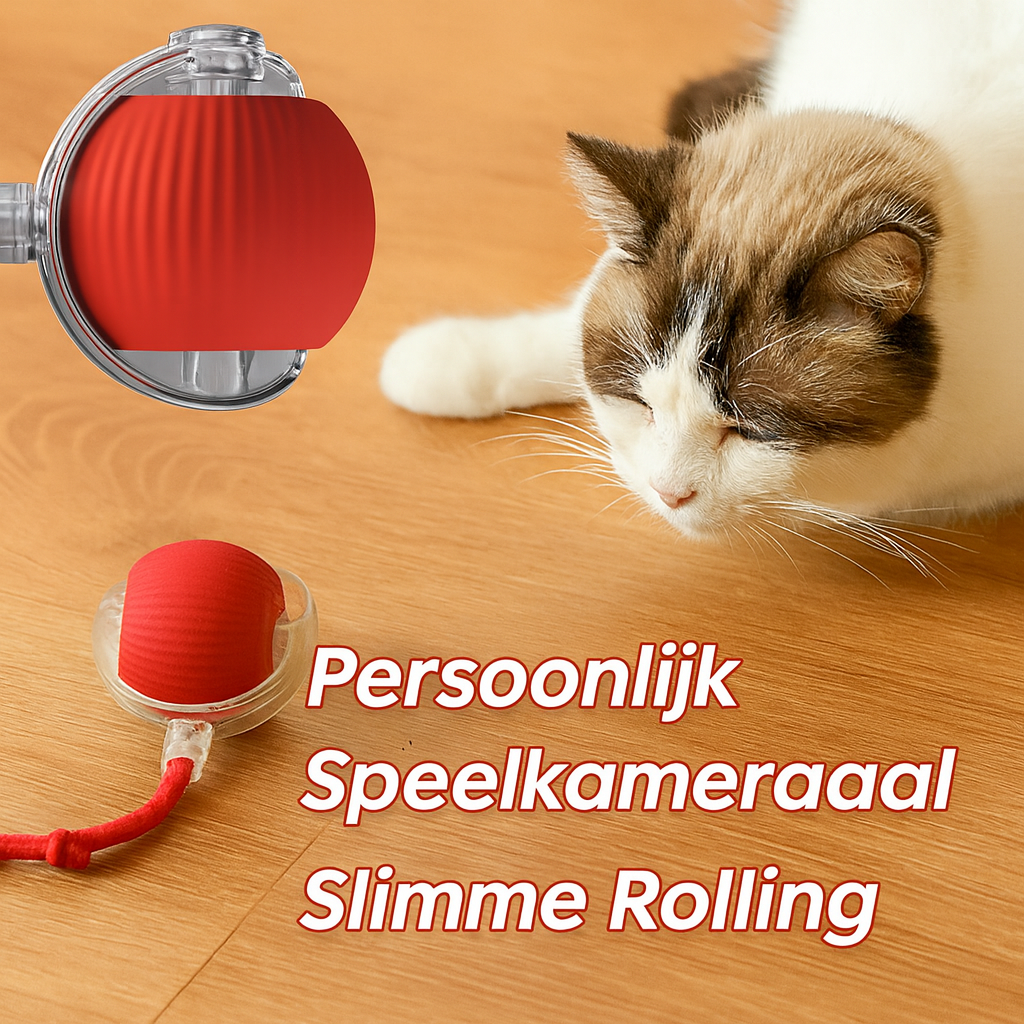 Kattenbal Met Intelligentie