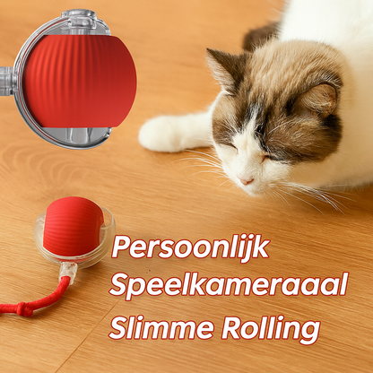 Kattenbal Met Intelligentie
